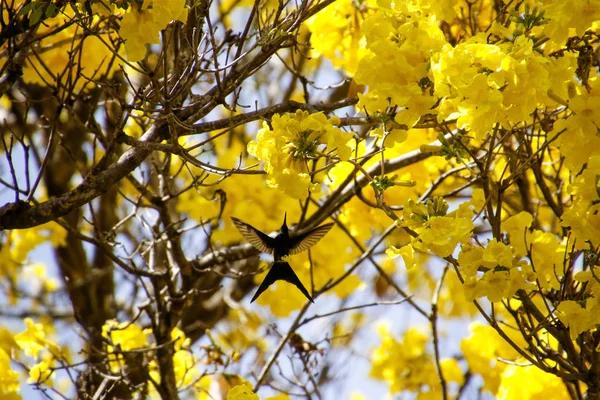 What Makes Live Kolibri Different from Competitors