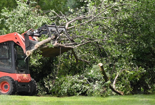 Affordable Tree Wise Men LLC Tree Removal Services You Can Rely On
