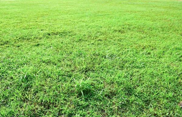 Soil Probiotics Treatments That Support Healthier Soil and Stronger Plant Growth